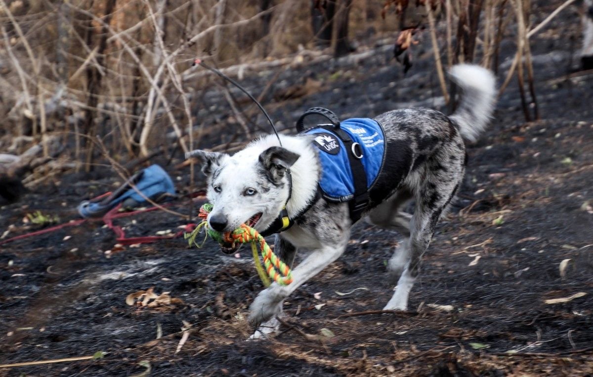 L'Australie lance une recherche pour un nouveau chien sauveteur de koalas après le départ à la retraite de Bear