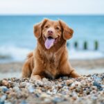 Le label Toutourisme : une nouvelle approche pour accueillir les animaux en vacances en France