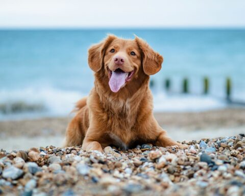Le label Toutourisme : une nouvelle approche pour accueillir les animaux en vacances en France