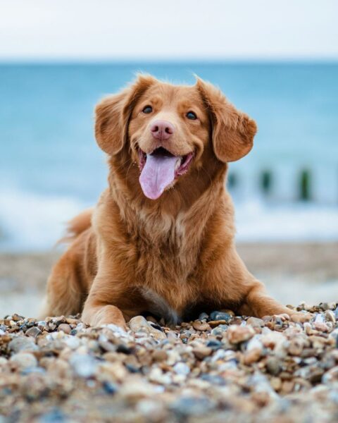 Le label Toutourisme : une nouvelle approche pour accueillir les animaux en vacances en France
