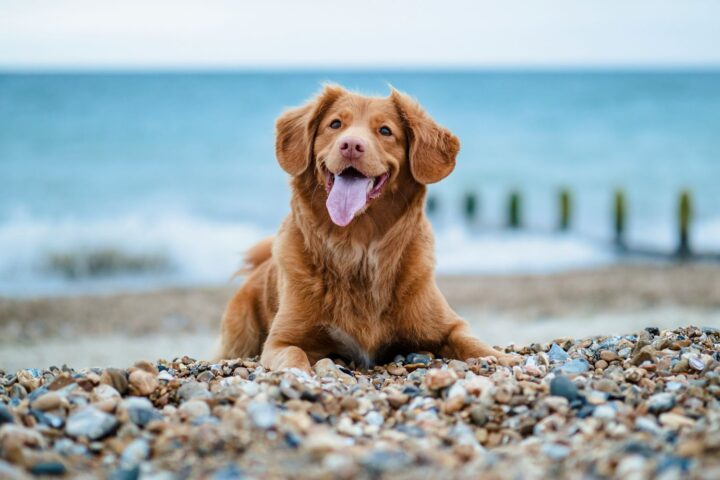 Le label Toutourisme : une nouvelle approche pour accueillir les animaux en vacances en France
