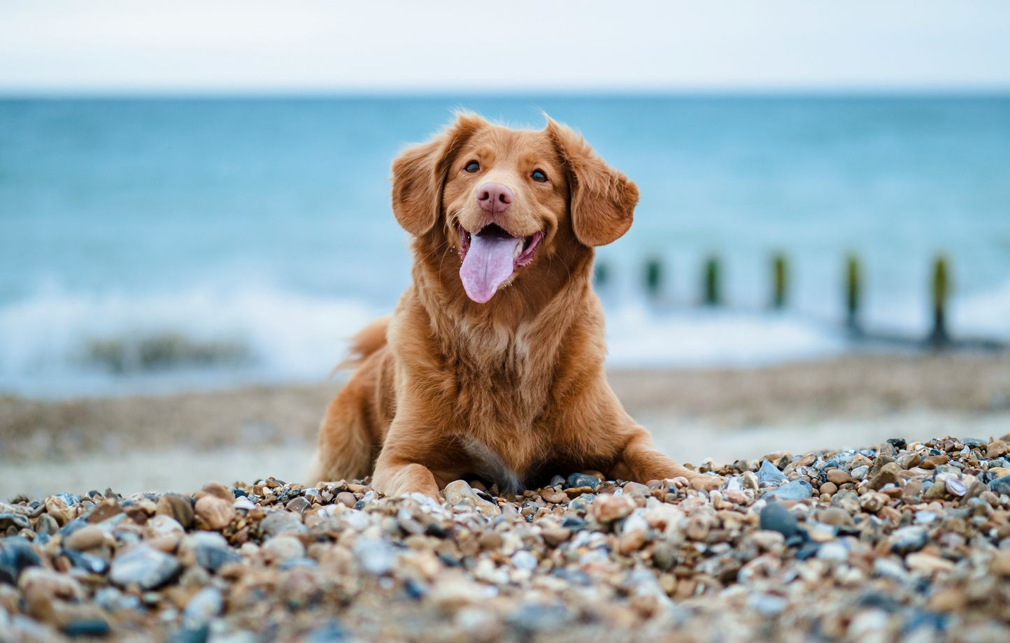 Le label Toutourisme : une nouvelle approche pour accueillir les animaux en vacances en France