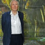 Le monde célèbre les 100 ans de David Attenborough avec des papillons et des concerts