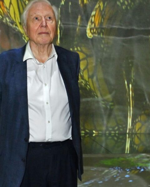 Le monde célèbre les 100 ans de David Attenborough avec des papillons et des concerts