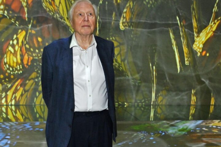 Le monde célèbre les 100 ans de David Attenborough avec des papillons et des concerts
