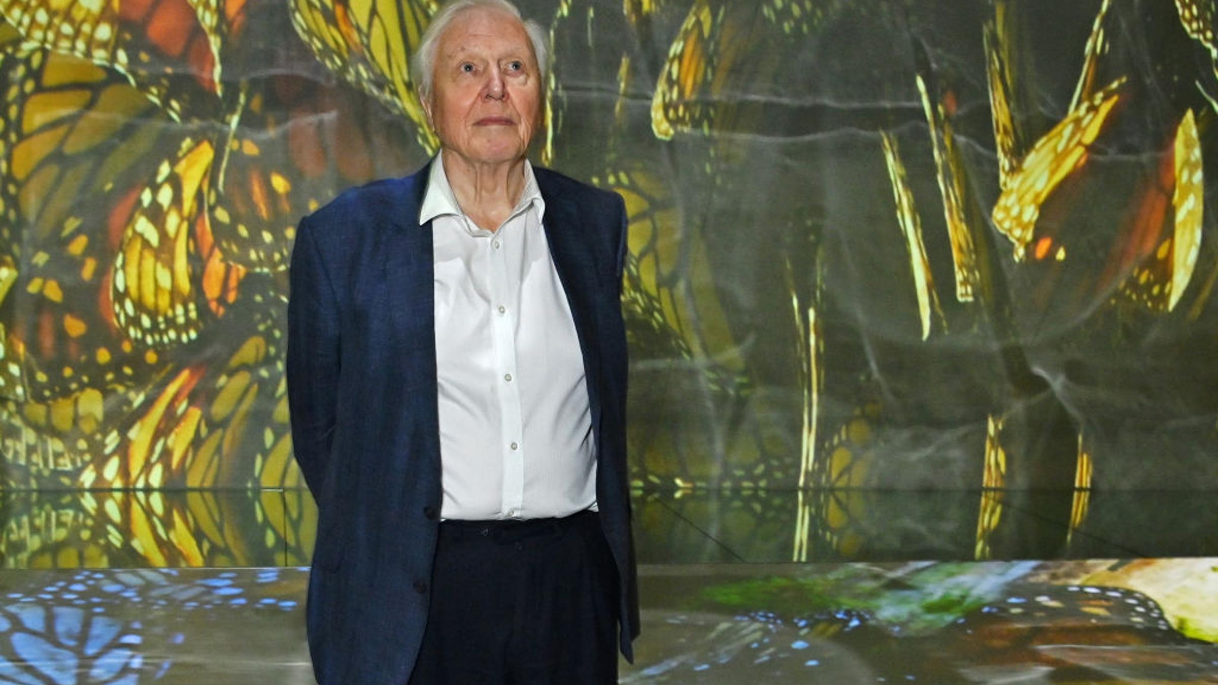 Le monde célèbre les 100 ans de David Attenborough avec des papillons et des concerts