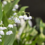 Le muguet, une plante toxique pour les animaux de compagnie, met en garde les propriétaires