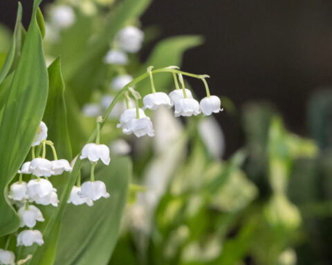 Le muguet, une plante toxique pour les animaux de compagnie, met en garde les propriétaires