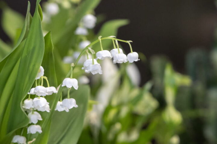 Le muguet, une plante toxique pour les animaux de compagnie, met en garde les propriétaires