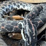Le réchauffement climatique rapproche les serpents venimeux des villes, selon une étude de l'OMS