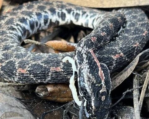 Le réchauffement climatique rapproche les serpents venimeux des villes, selon une étude de l'OMS
