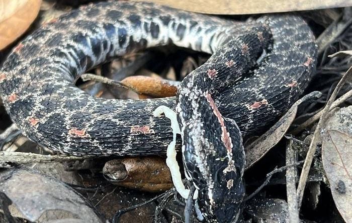 Le réchauffement climatique rapproche les serpents venimeux des villes, selon une étude de l'OMS