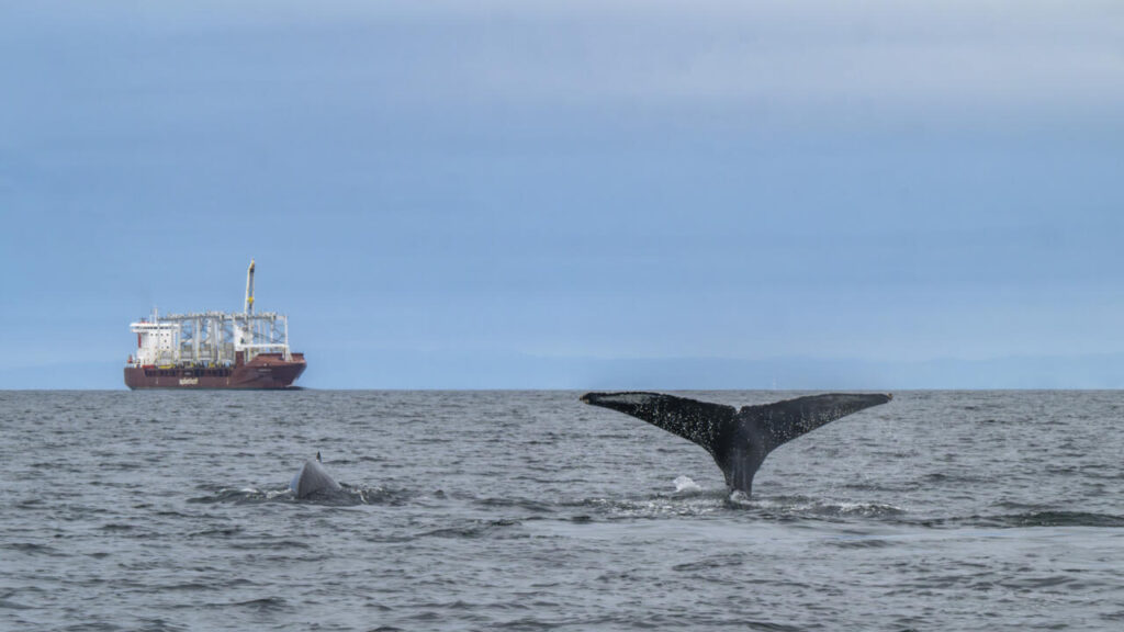 Les baleines au large de l'Afrique du Sud menacées par la hausse du trafic maritime lié aux conflits au Moyen-Orient
