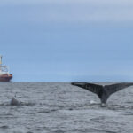 Les baleines au large de l'Afrique du Sud menacées par la hausse du trafic maritime lié aux conflits au Moyen-Orient