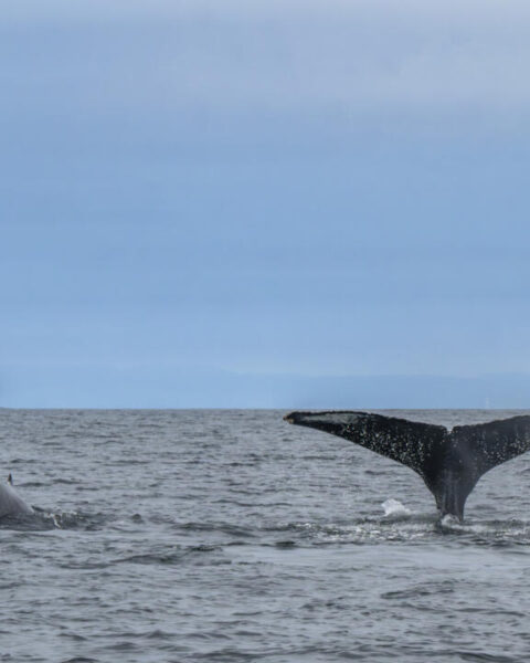 Les baleines au large de l'Afrique du Sud menacées par la hausse du trafic maritime lié aux conflits au Moyen-Orient