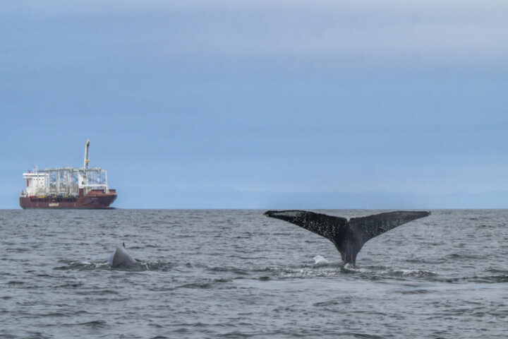 Les baleines au large de l'Afrique du Sud menacées par la hausse du trafic maritime lié aux conflits au Moyen-Orient