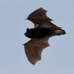 Les chauves-souris comme alliées essentielles contre les moustiques en France