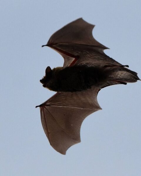 Les chauves-souris comme alliées essentielles contre les moustiques en France