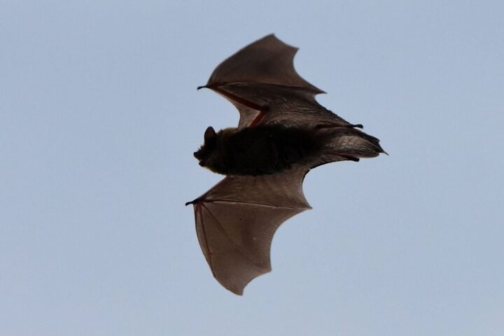 Les chauves-souris comme alliées essentielles contre les moustiques en France