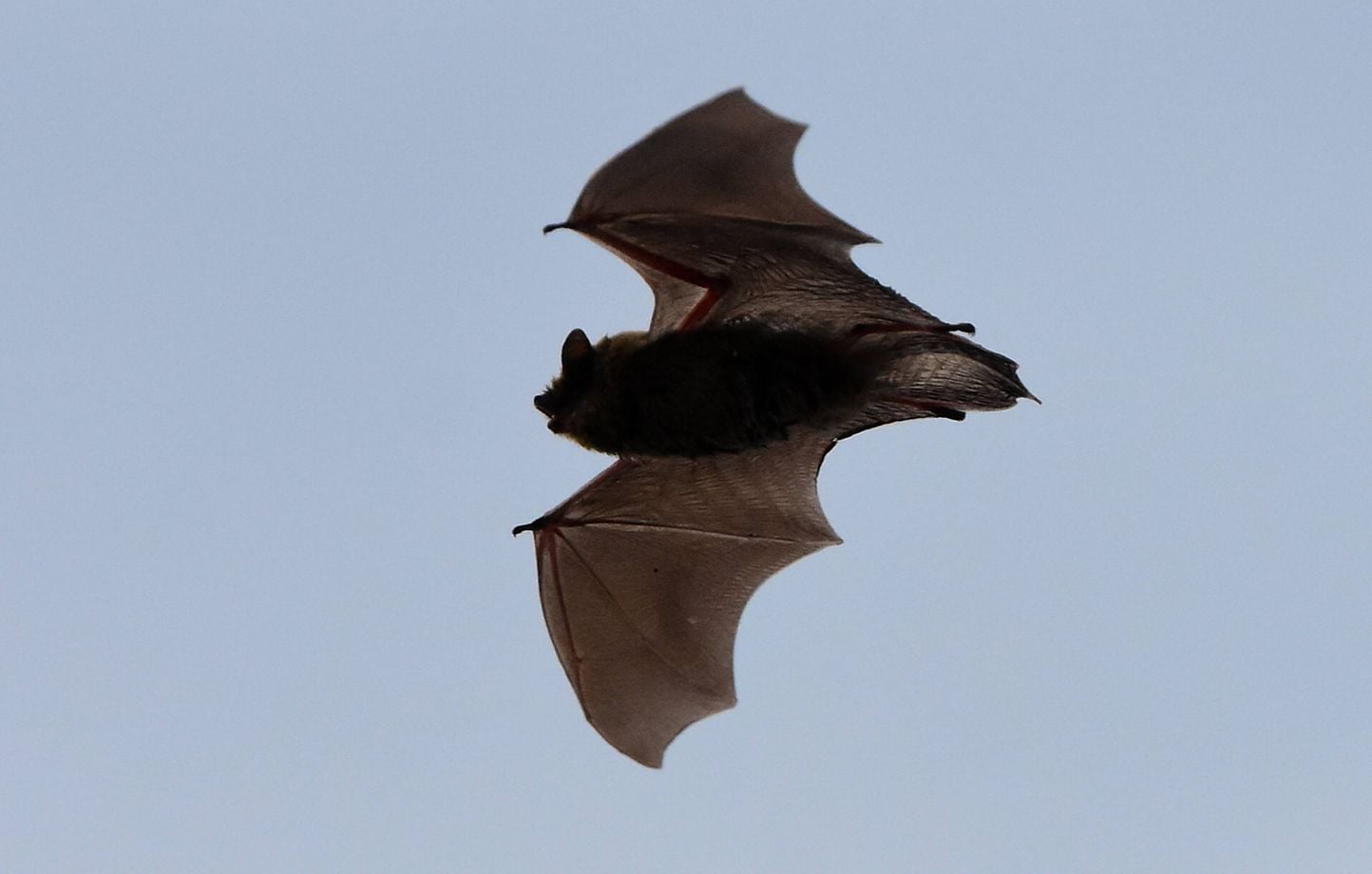 Les chauves-souris comme alliées essentielles contre les moustiques en France