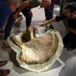 Les os d'un camarasaure exposés pour la première fois au musée d'Angoulême