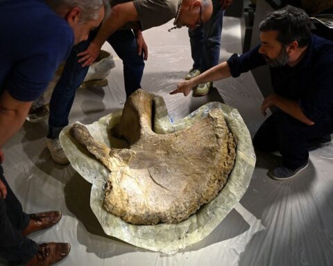Les os d'un camarasaure exposés pour la première fois au musée d'Angoulême