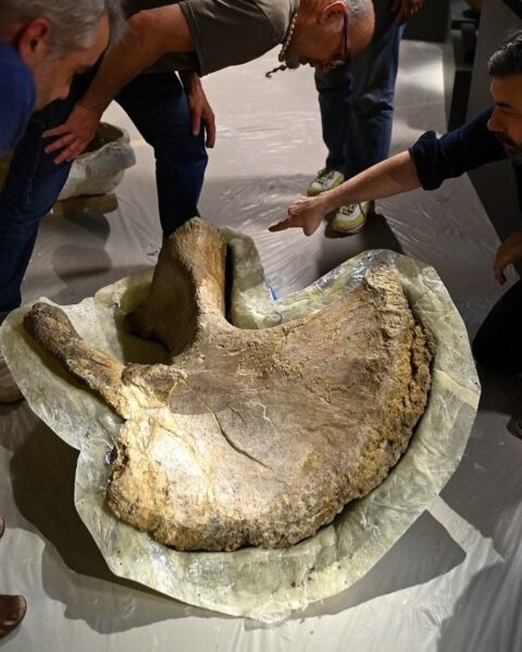 Les os d'un camarasaure exposés pour la première fois au musée d'Angoulême