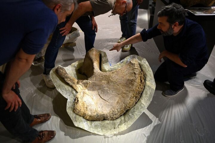 Les os d'un camarasaure exposés pour la première fois au musée d'Angoulême