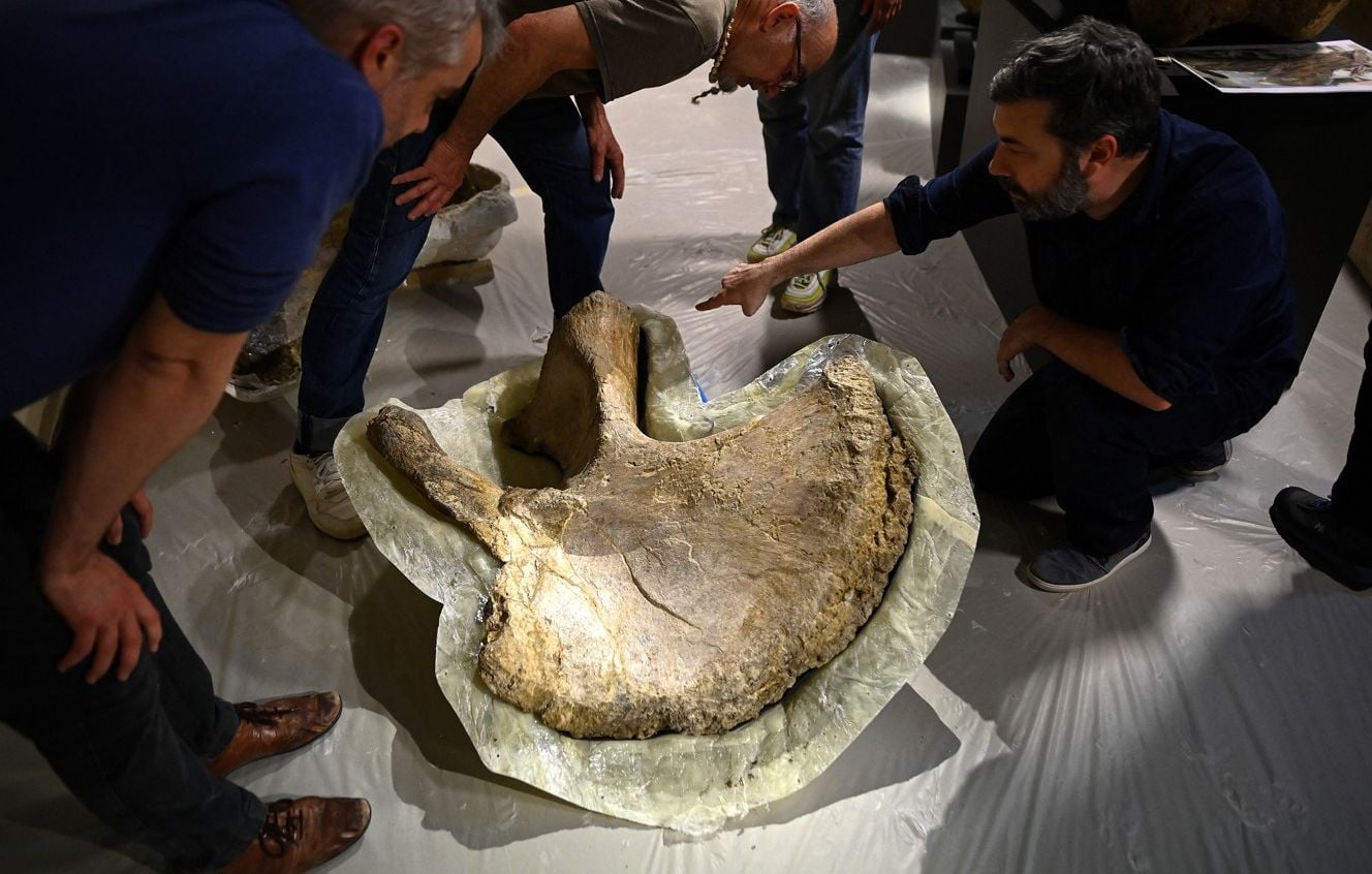 Les os d'un camarasaure exposés pour la première fois au musée d'Angoulême