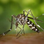 Moustiques : un répulsif peut devenir un signal pour les piqûres.