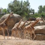 Un zoo français se distingue comme un modèle international en matière de protection des animaux.