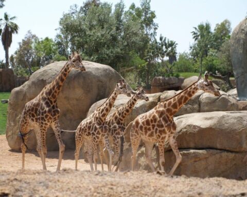 Un zoo français se distingue comme un modèle international en matière de protection des animaux.