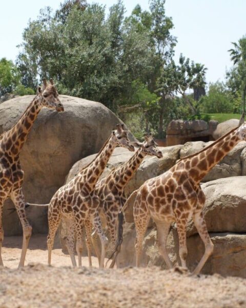 Un zoo français se distingue comme un modèle international en matière de protection des animaux.