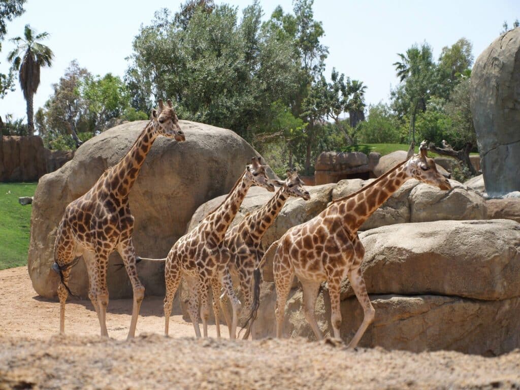 Un zoo français se distingue comme un modèle international en matière de protection des animaux.