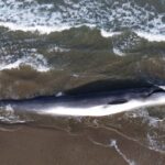 Une baleine de dix mètres s'échoue et meurt sur l'île de Ré
