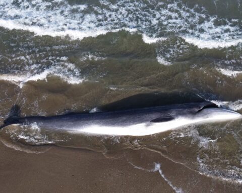 Une baleine de dix mètres s'échoue et meurt sur l'île de Ré