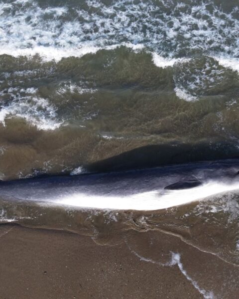 Une baleine de dix mètres s'échoue et meurt sur l'île de Ré