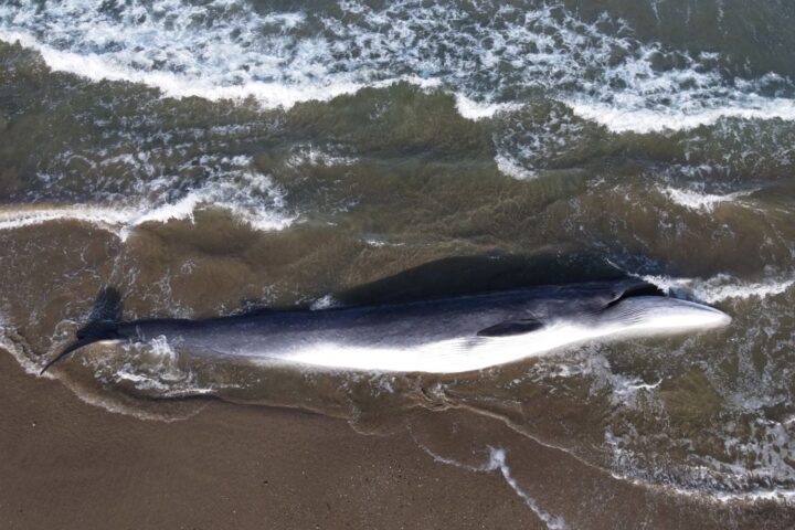 Une baleine de dix mètres s'échoue et meurt sur l'île de Ré