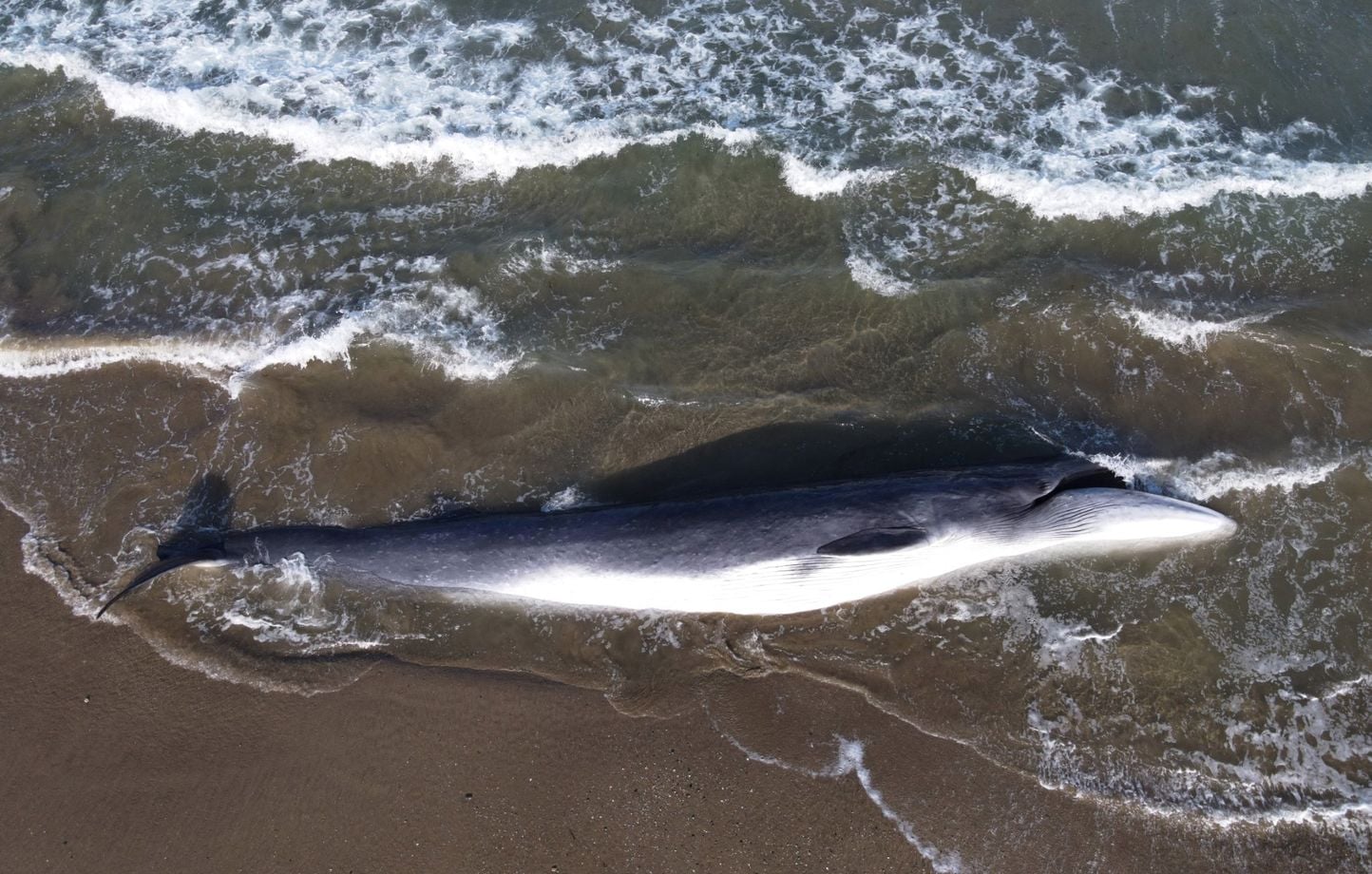 Une baleine de dix mètres s'échoue et meurt sur l'île de Ré