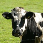Vers une renégociation des prix agricoles et une augmentation significative des coûts alimentaires ?