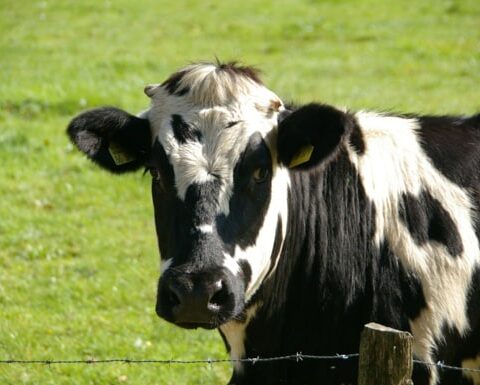 Vers une renégociation des prix agricoles et une augmentation significative des coûts alimentaires ?