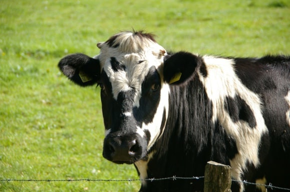 Vers une renégociation des prix agricoles et une augmentation significative des coûts alimentaires ?