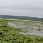 Algues vertes : l'État français de nouveau condamné pour inaction, obligation de réparer en Bretagne