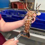 Au Croisic, des mesures expérimentales pour contrer la baisse des stocks de homards