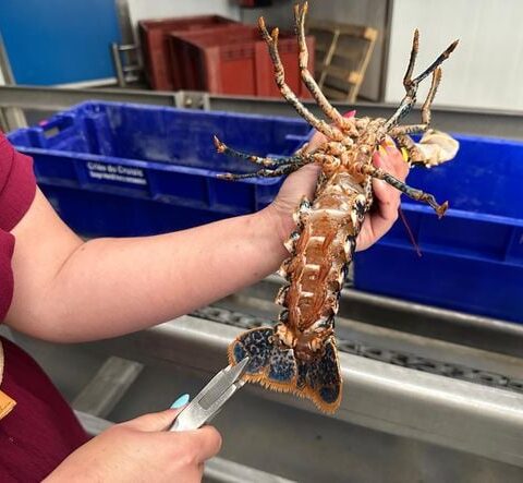 Au Croisic, des mesures expérimentales pour contrer la baisse des stocks de homards
