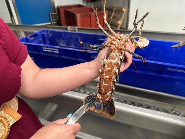 Au Croisic, des mesures expérimentales pour contrer la baisse des stocks de homards