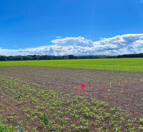 Canicule : la ferme de Grignon innove pour répondre aux défis agricoles du climat en France