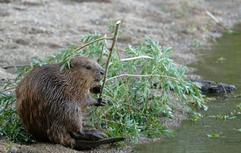 Confirmation du retour du castor d'Europe en Gironde, après des décennies de disparition
