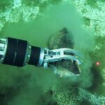 Découverte du plus grand cimetière de baleines au fond de l'océan Indien