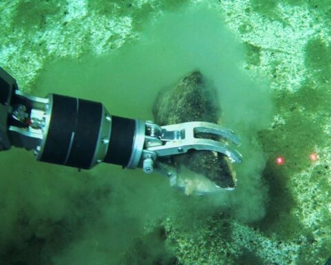 Découverte du plus grand cimetière de baleines au fond de l'océan Indien